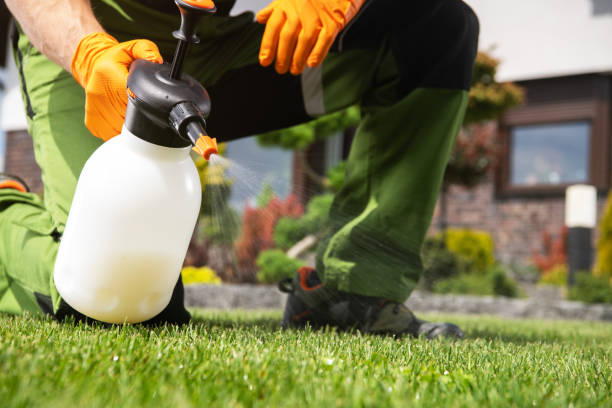 Best Affordable Pest Control Services  in Weed, CA