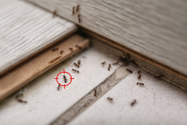 Best Pest Prevention Services  in Weed, CA