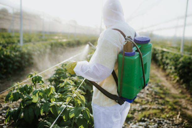 Best Pest Control Near Me in Weed, CA